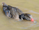 Freckled Duck (WWT Slimbridge October 2008) - pic by Nigel Key